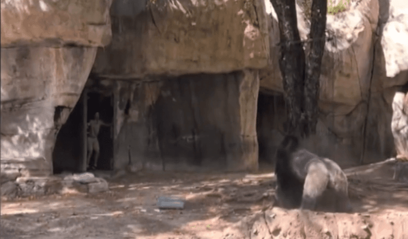 Bëhet virale videoja e gorillës teksa ndjek punëtorët e një kopshti zoologjik