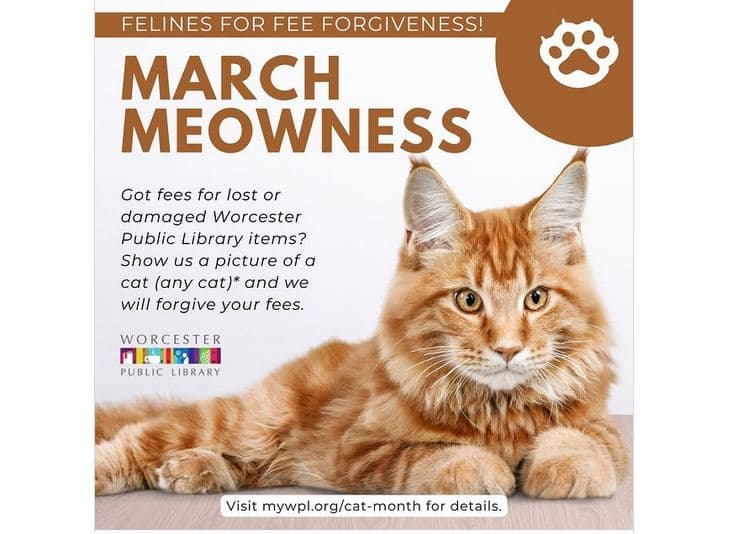 'Mars Meowness:' Biblioteka i lejon klientët të paguajnë tarifat me fotografitë e maceve