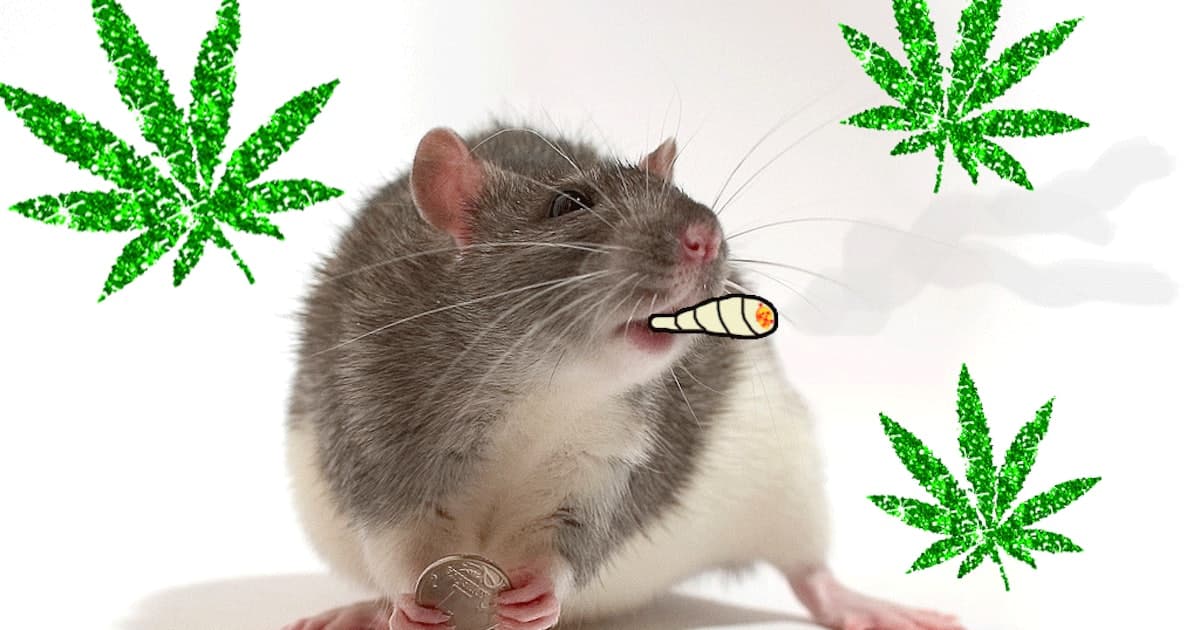 Minjtë drogohen në selinë e policisë nga marihuana e sekuestruar