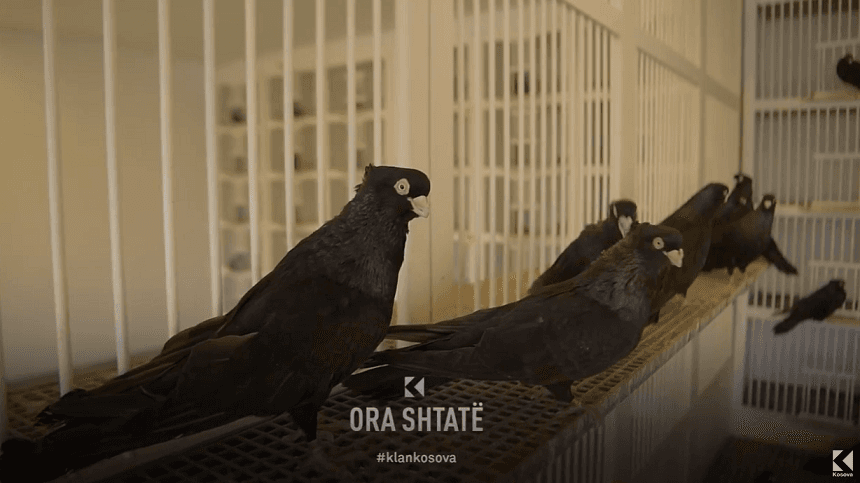 Pejani që kultivon racën e rrallë të pëllumbave në Kosovë (VIDEO)