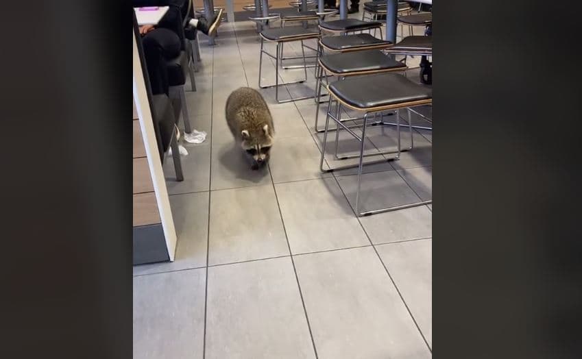 Rakuni endet në McDonald's-in plot me njerëz (VIDEO)