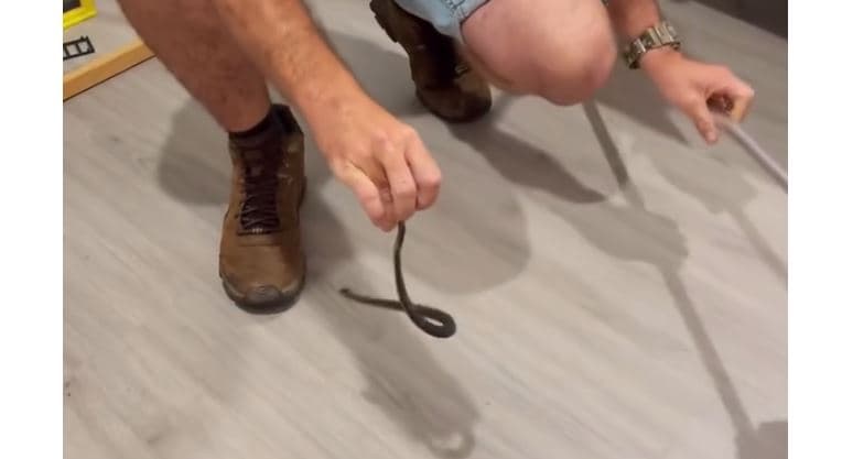 Gjendet një gjarpër 'tepër helmues' në dhomën e gjumit të një vajze 7-vjeçare (VIDEO)