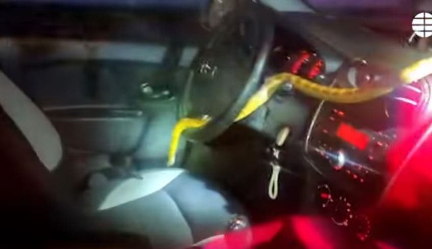 Shoferja spanjolle gjen një gjarpër të Amerikës së Veriut në veturën e saj (VIDEO)