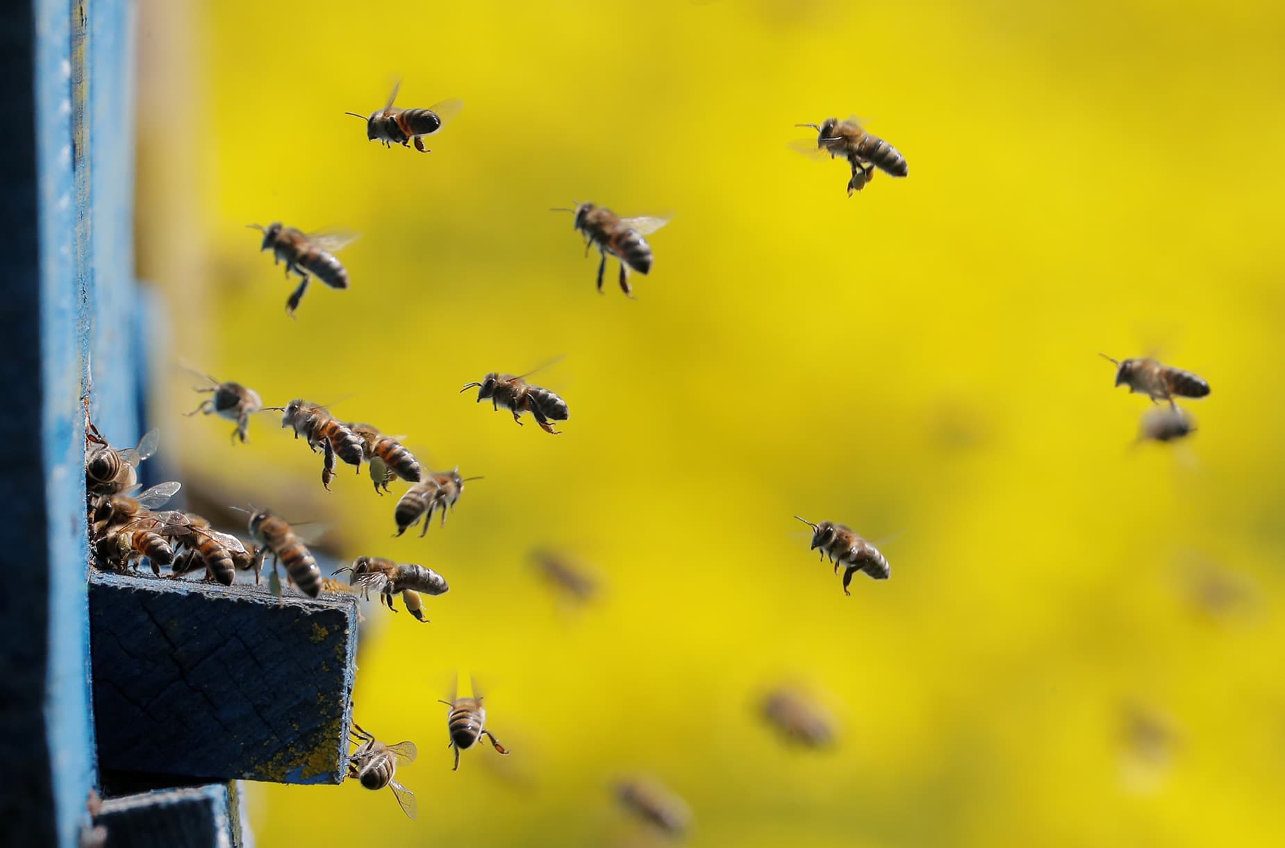 Kafshët e insektet mund të veprojnë në mënyrë të çuditshme gjatë eklipseve
