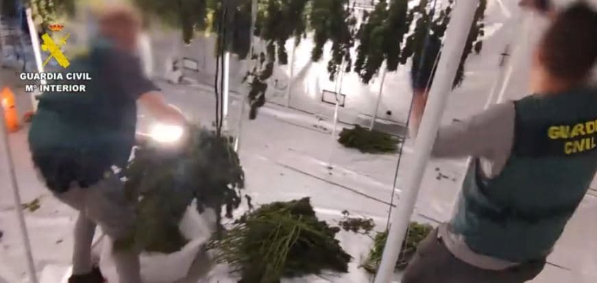 Spanjë: Goditet organizata kriminale me origjinë shqiptare, sekuestrohet pothuajse 1 ton kanabis
