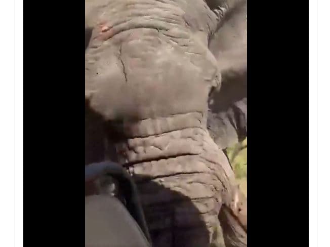 Turisti vdes nga sulmi i elefantit në Parkun Kombëtar të Zambisë (VIDEO)