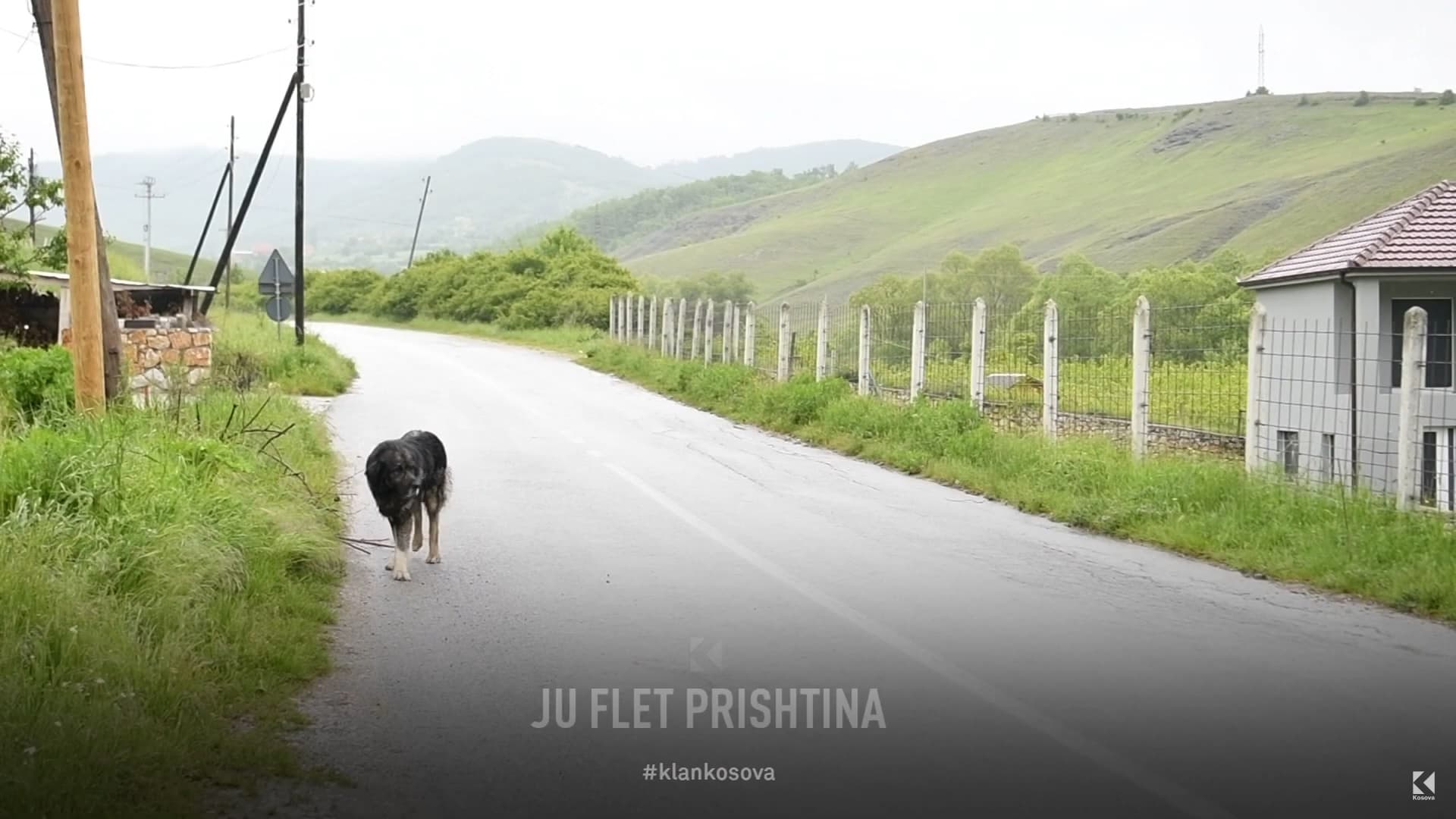 "Me ulërima të qenve s'jetohet, Pëparim Rama le të jetojë me ta" (VIDEO)