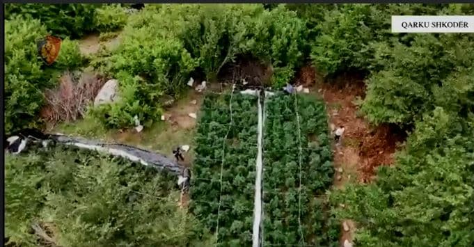 Shqipëri, asgjësohen mbi 6 mijë bimë dhe fidane narkotike "cannabis sativa"