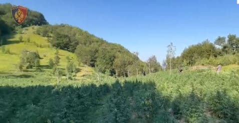 Asgjësohen rreth 30 mijë bimë kanabisi në Shkodër