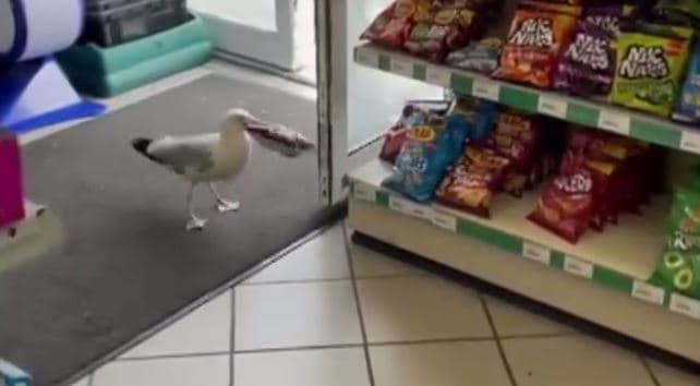 Pulëbardha vjedh qese me patatina nga dyqani (VIDEO)