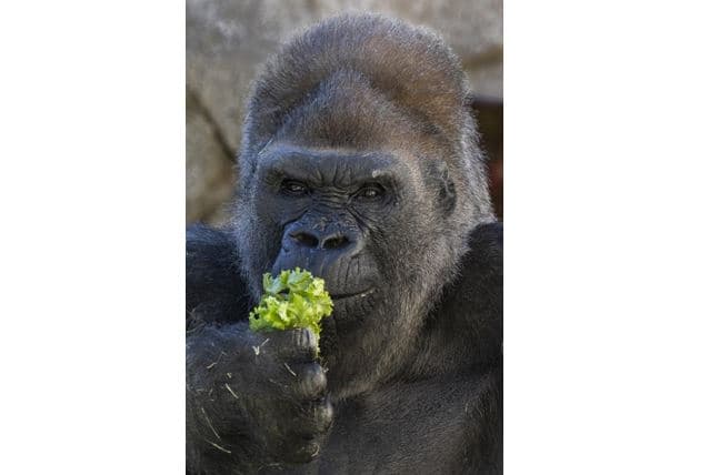 Ngordh në moshën 52-vjeçare një nga gorillat më të vjetra në botë