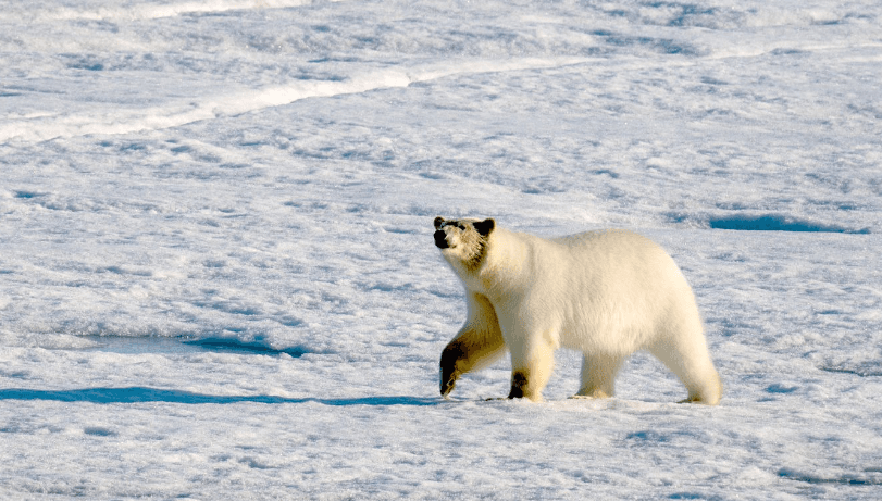 Arinjtë polarë vrasin një punëtor në një ishull të Kanadasë