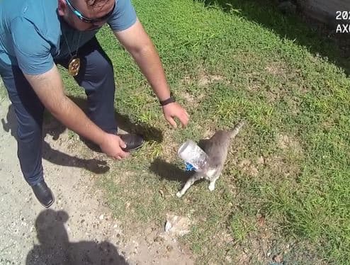 Macja me kavanoz të mbërthyer në kokë shpëtohet në Teksas (VIDEO)