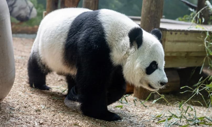 Kopshti Zoologjik i Atlantës u jep lamtumirën pandave të vetme në SHBA