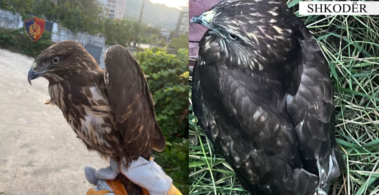 E mbante në kushte jo të mira hutin e llojit Buteo, procedohet penalisht shkodrani