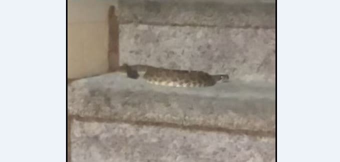 Gjarpri hyn në shtëpi, bllokon banorët në katin e sipërm (VIDEO)