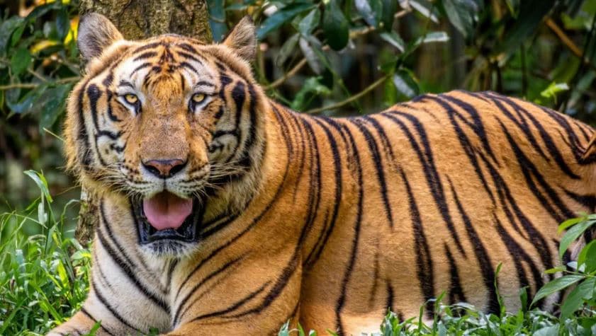 Dhjetëra tigra ngordhin në Vietanim, shkak gripi i shpendëve