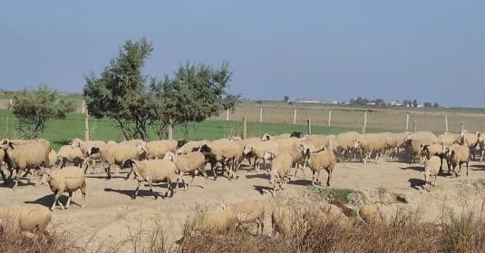 Mushkonjat, sebep për ngordhjen e bagëtive në Myzeqe të Shqipërisë