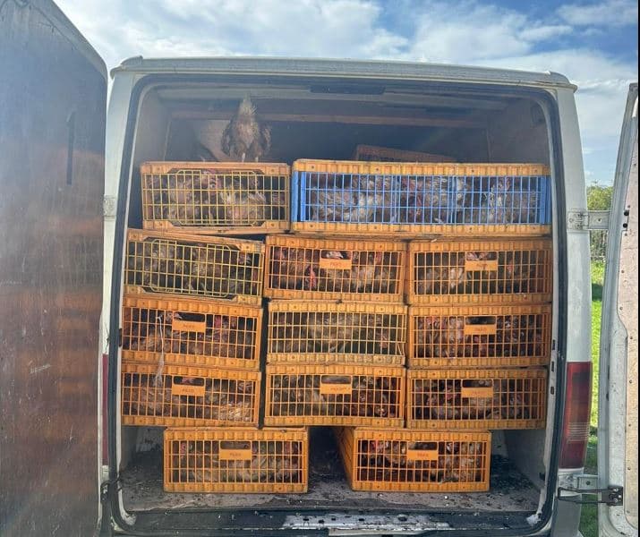 Dogana sekuestron 750 pula në Gjilan, dyshohet se u kontrabanduan nga Serbia