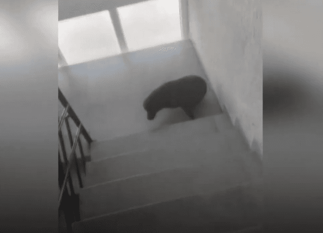 Banorët e një banese në Gjilan në hall me qentë endacakë (VIDEO)
