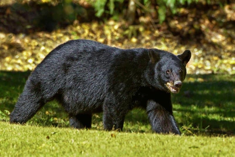 Ariu viziton Universitetin e Montanës, ndjek një student