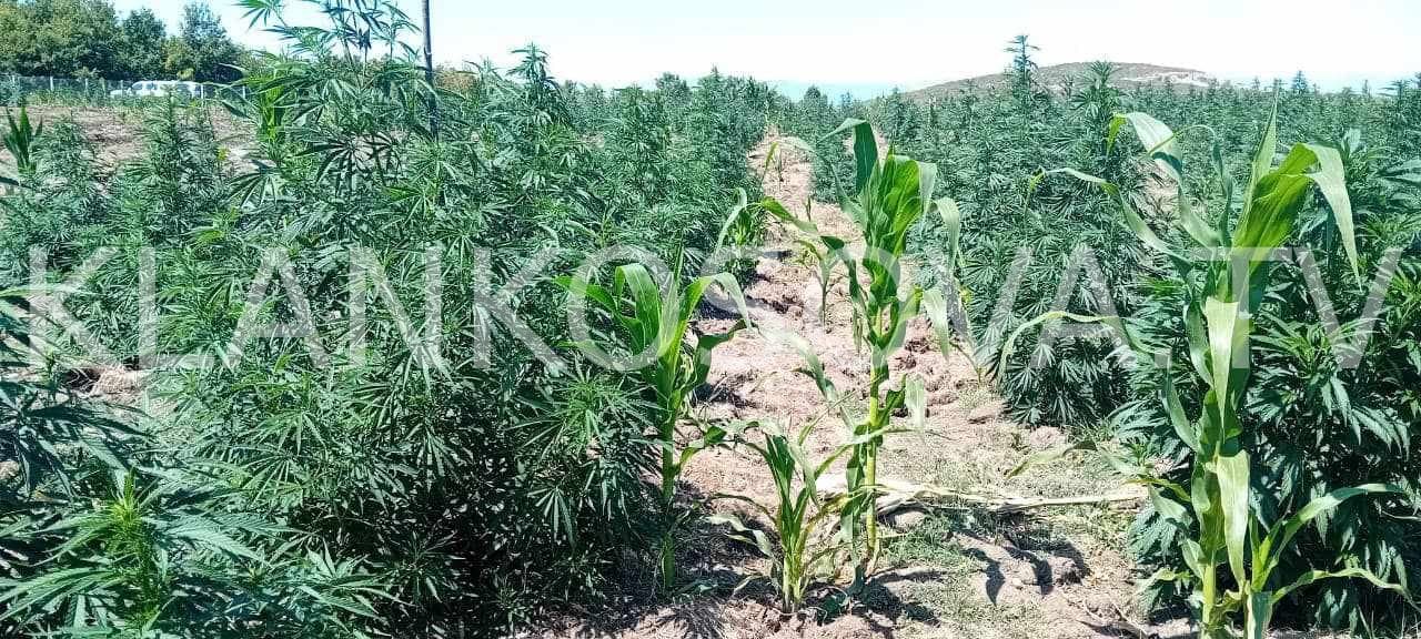 1 ton drogë në Klinë, arrestohet edhe personi i katërt