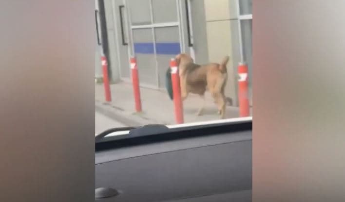 Qeni lëviz rrugëve të Ferizajt me jastëk