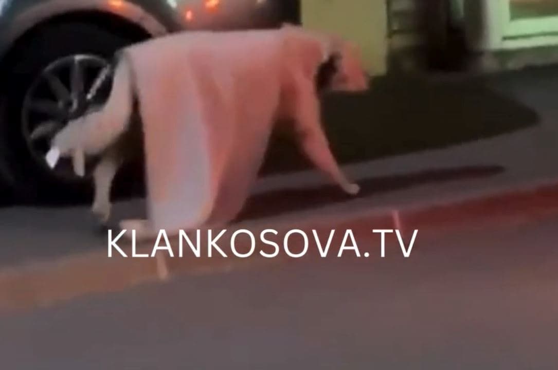 Temperaturat në minus, qeni i mbuluar me batanije bën xhiro nëpër Prishtinë (VIDEO)