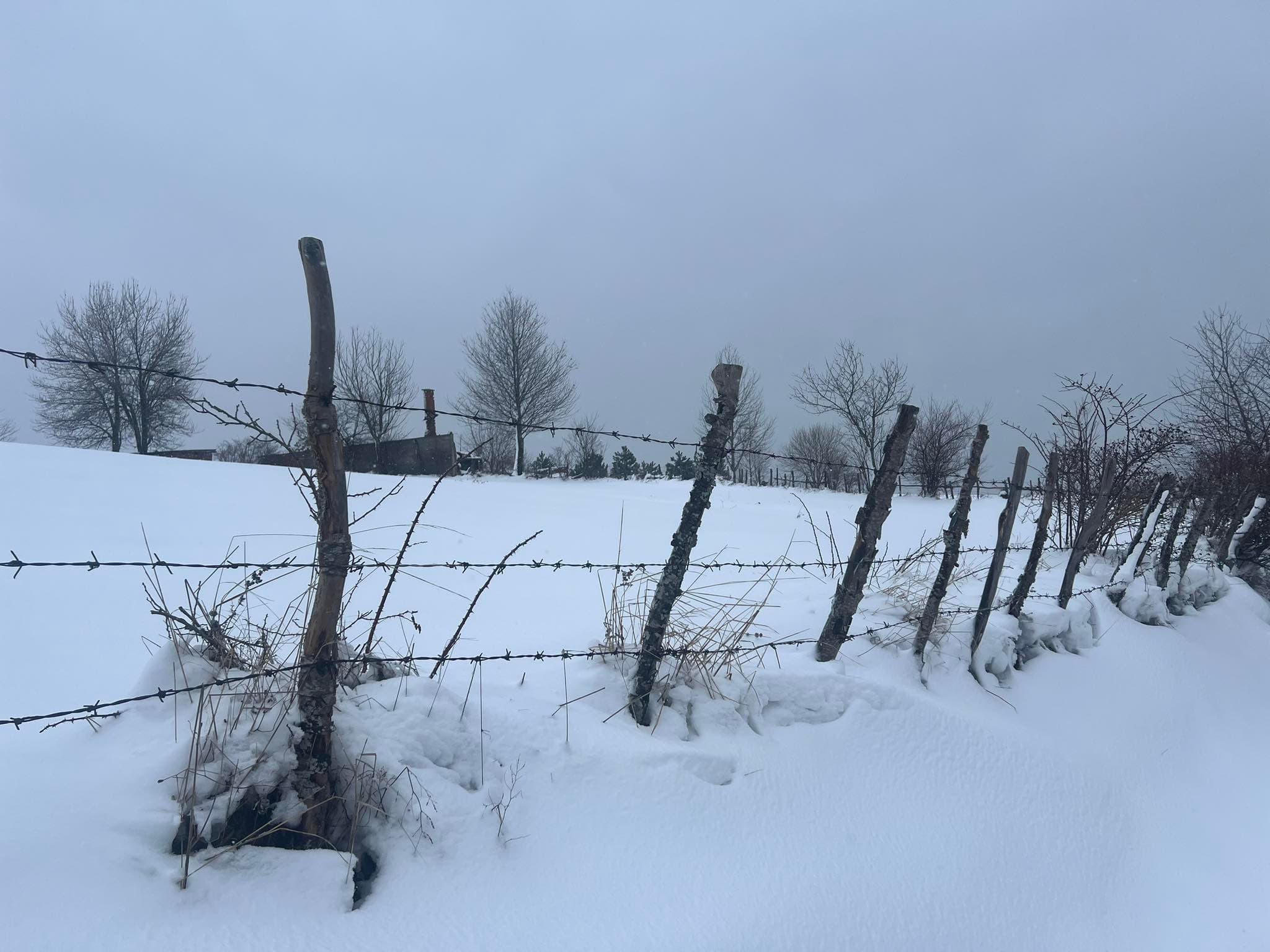 Bajgora nën shtresën e borës (FOTO)