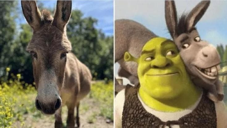 Ngordh Perry, gomari model tek ''Shrek''