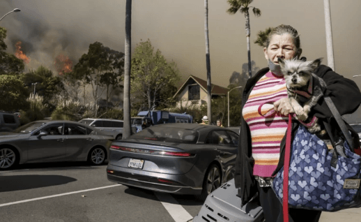Kush braktis kafshët, ndiqet penalisht - alarmon qendra e trajtimit të tyre në California