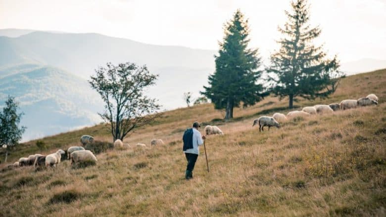 Sipas INSTAT, blegtoria pëson rënie në Shqipëri – kush është fajtori?