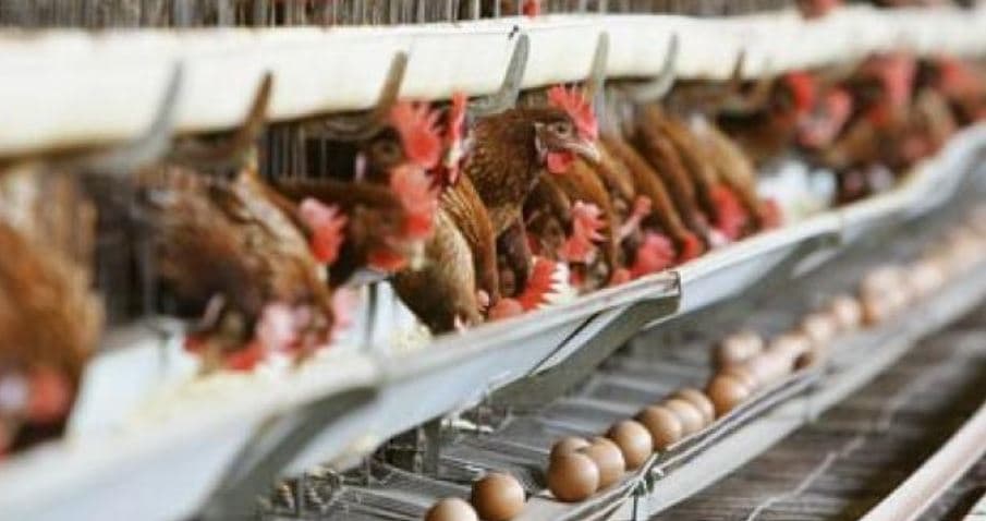 Gripi i shpendëve në Shqipëri, nis hetimi epidemiologjik në terren, s'raportohet për vatra të reja