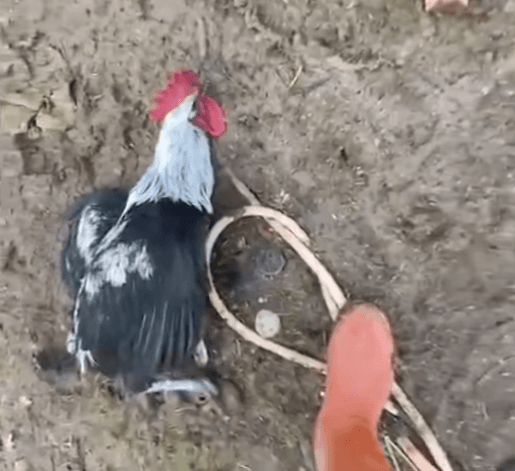 Këndoi për 17 sekonda, gjelit i bie të fikët nga lodhja (VIDEO