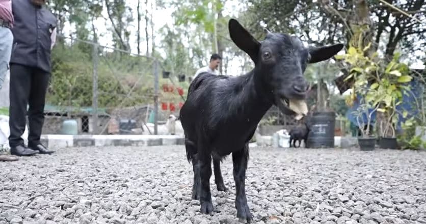 Dhia e vogël shpallet më e shkurtra në botë (VIDEO)