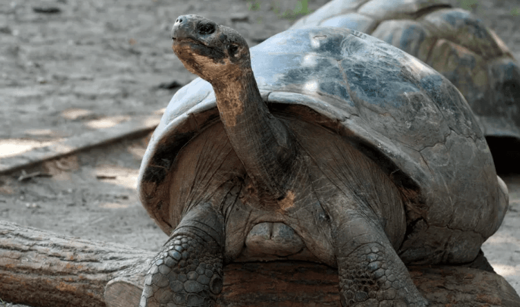 Breshkat e kopshtit zoologjik bëhen prindër për herë të parë në moshën rreth 100 vjeçare