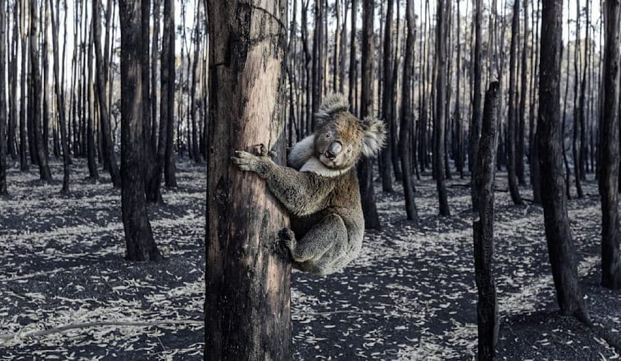Aksion me të shtëna, Australia vret 700 koala