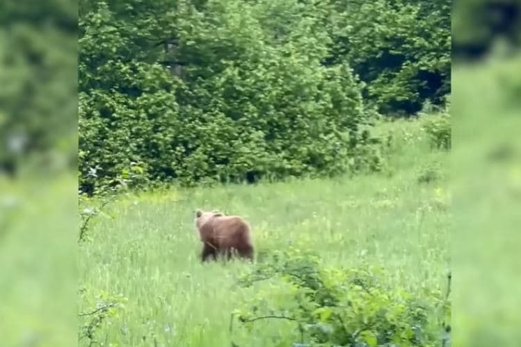 Shfaqet një ari në rrugën që të shpie për në Prevallë (VIDEO)