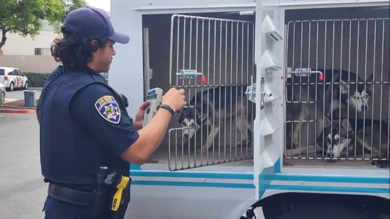 Rrëzimi i avionit në San Diego, 12 kafshë shtëpiake mbulohen me karburant