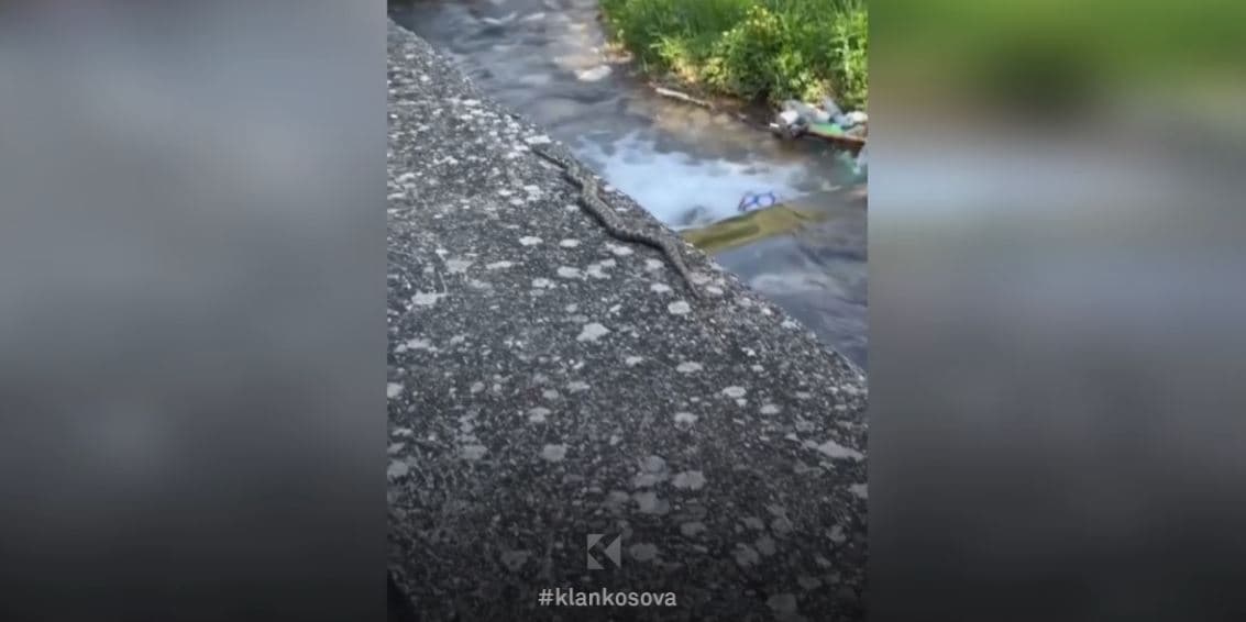 Shihet në Marash të Prizrenit nepërka, ndër gjarpërinjtë më të njohur në Ballkan (VIDEO)