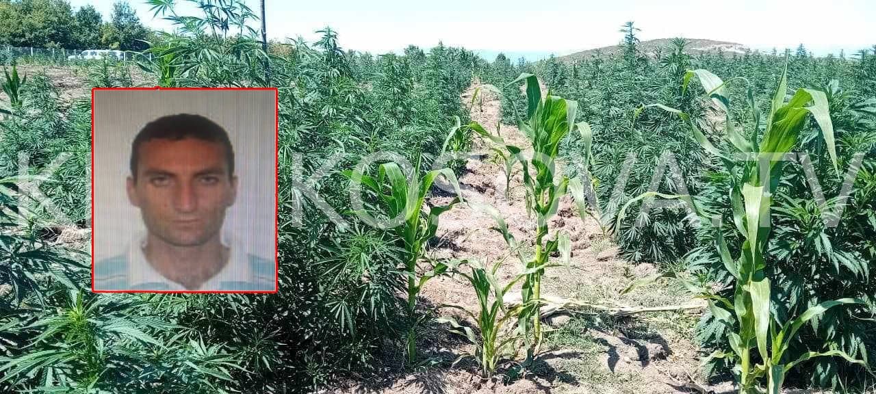 Ekstradohet nga Shqipëria i dyshuari për drogën e kapur në Klinë