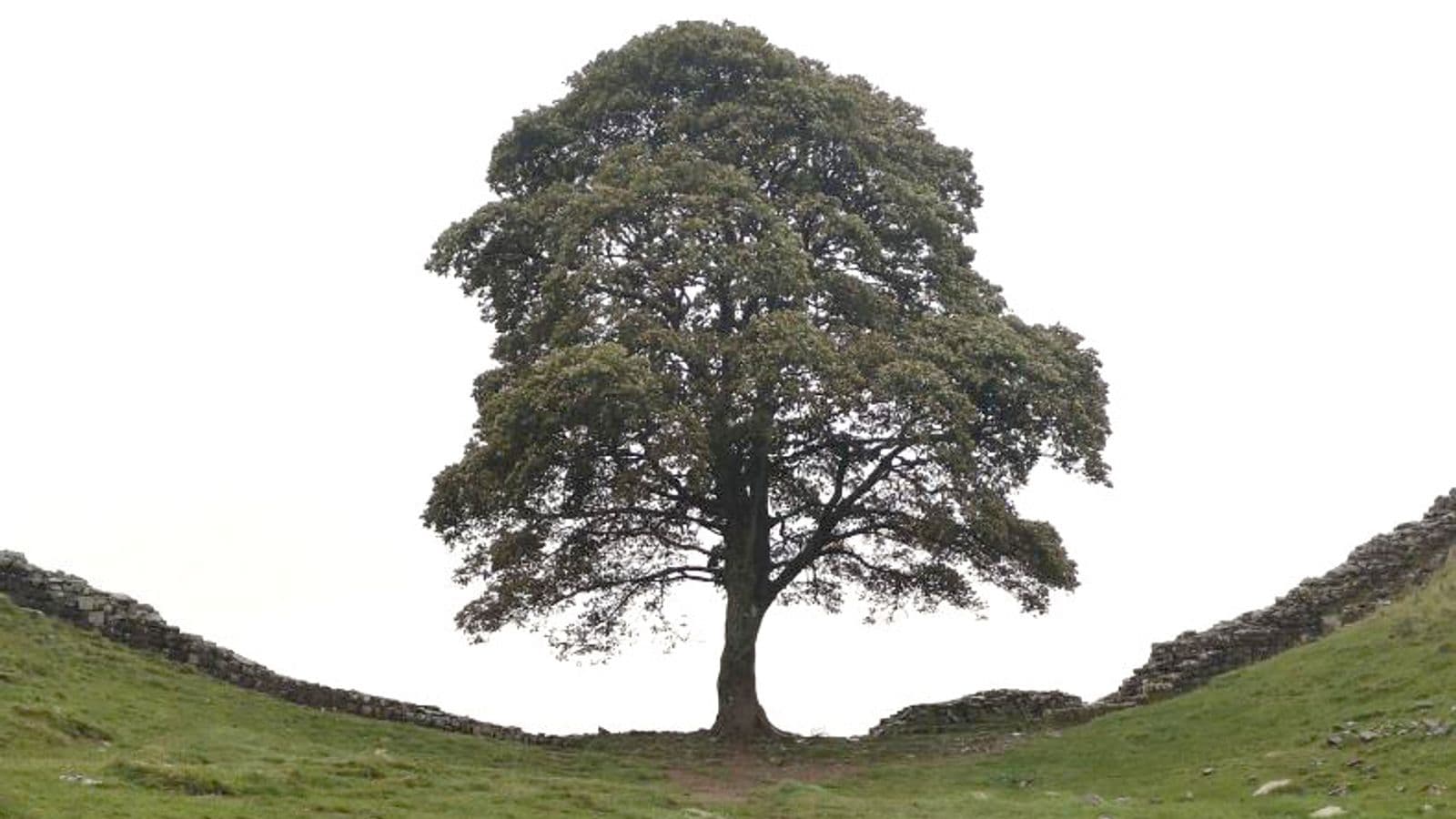 Dy persona u shpallën fajtorë për prerjen e pemës së famshme Sycamore Gap