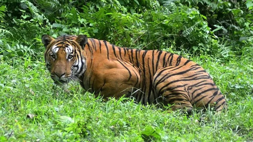 Një bandë vret tigrin mbretëror të Bengalit në Indi