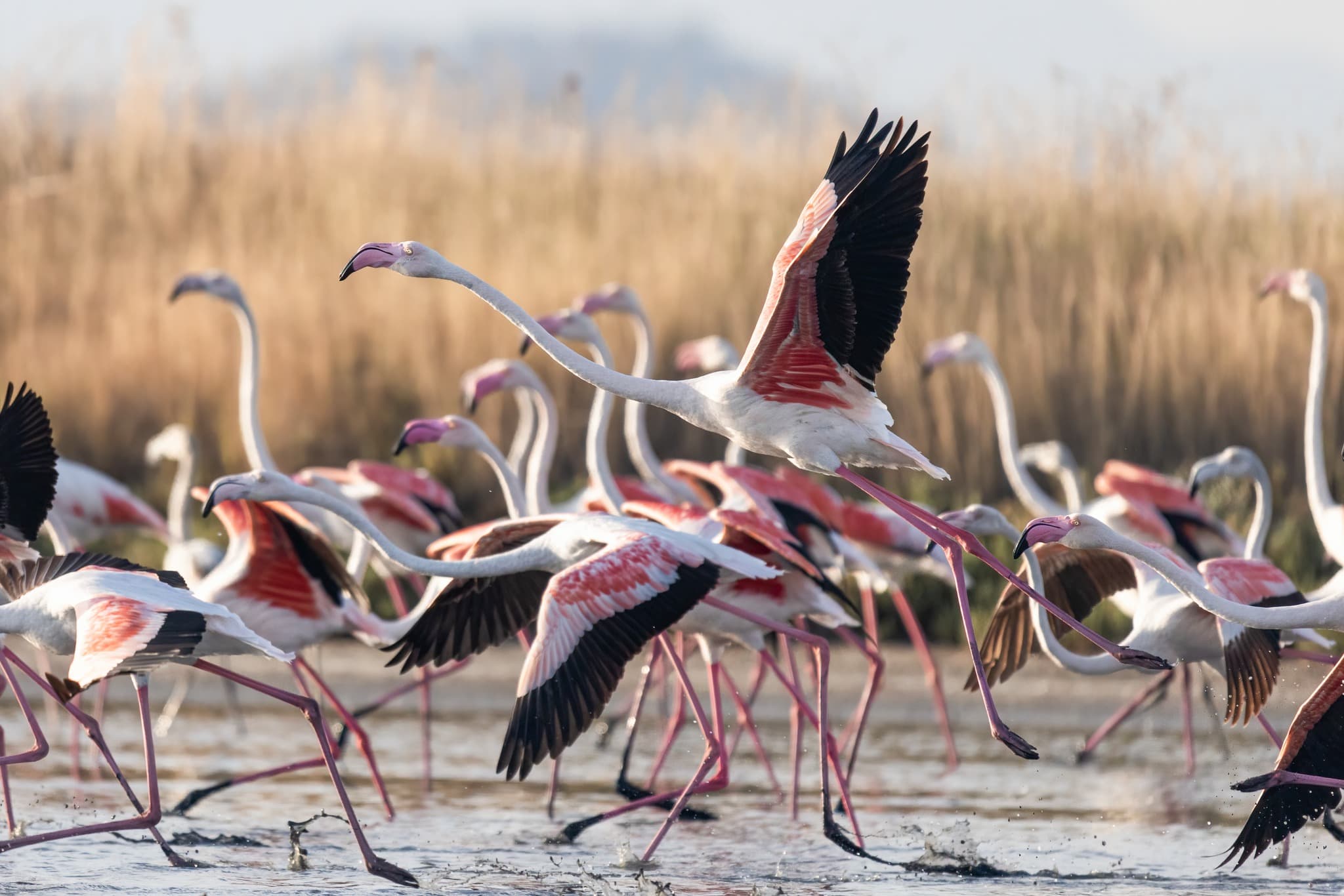 Flamingot folezojnë për herë të parë në Shqipëri