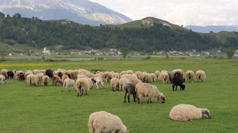 Shfaqet në Shqipëri sëmundja që vret bagëtitë, e rrezikshme edhe për njeriun