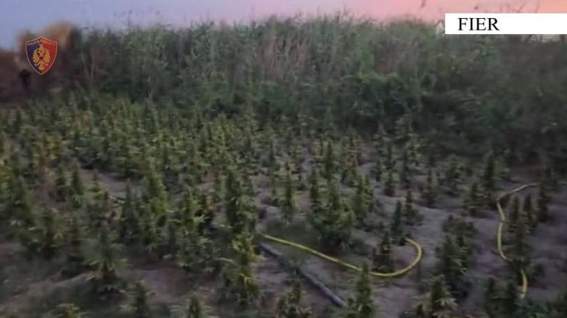 Asgjësohen 1000 bimë kanabisi në Fier