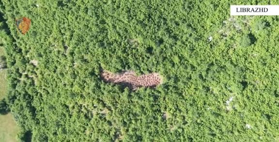 Asgjësohen 150 bimë narkotike në Librazhd të Shqipërisë