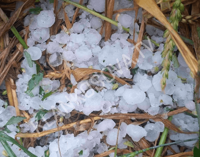 Breshëri dëmton kulturat bujqësore në Skifteraj të Vitisë (VIDEO)