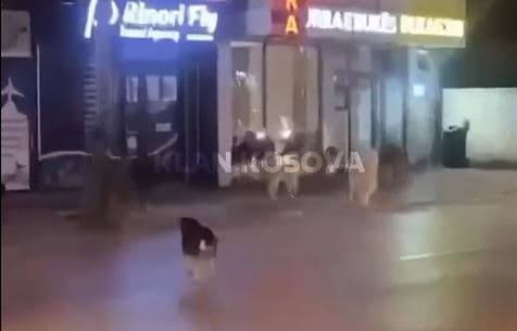 Tufa e qenve endacakë rrezikon banorët e Ferizajt (VIDEO)