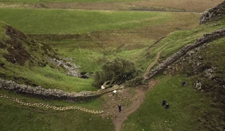 Dënohen me katër vjet burg dy anglezë që prenë pemën ikonike, Sycamore Gap